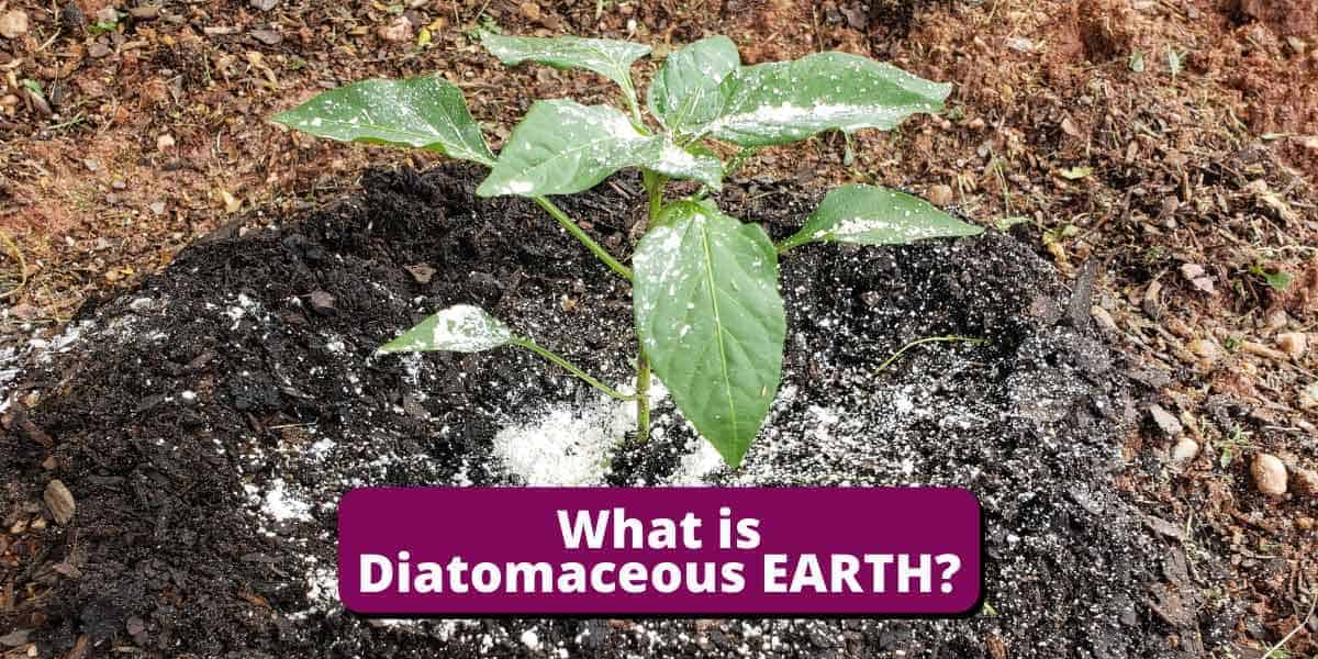 Diatomaceous Earth: The Natural Answer to Your Insect Woes